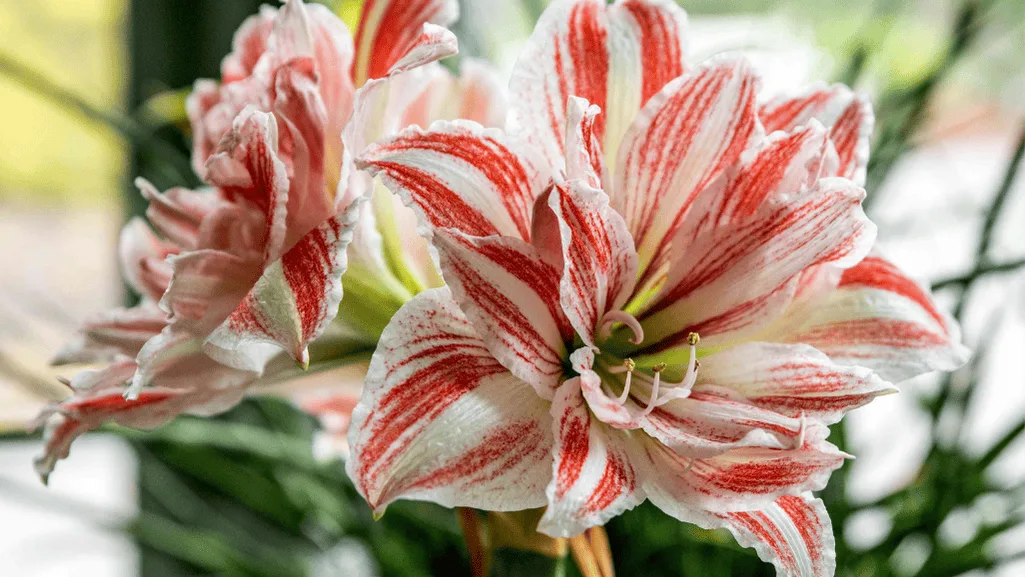 Amaryllis winter care