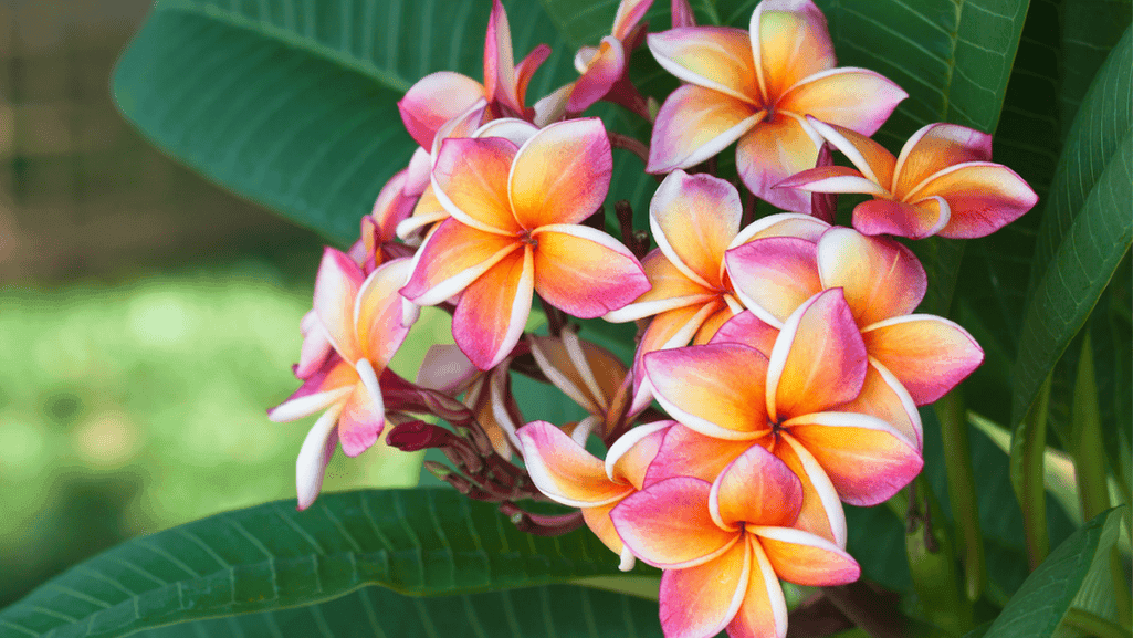 Cape plumeria care tips