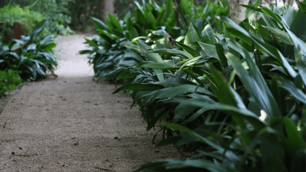 Cast Iron Plant Environmental Needs