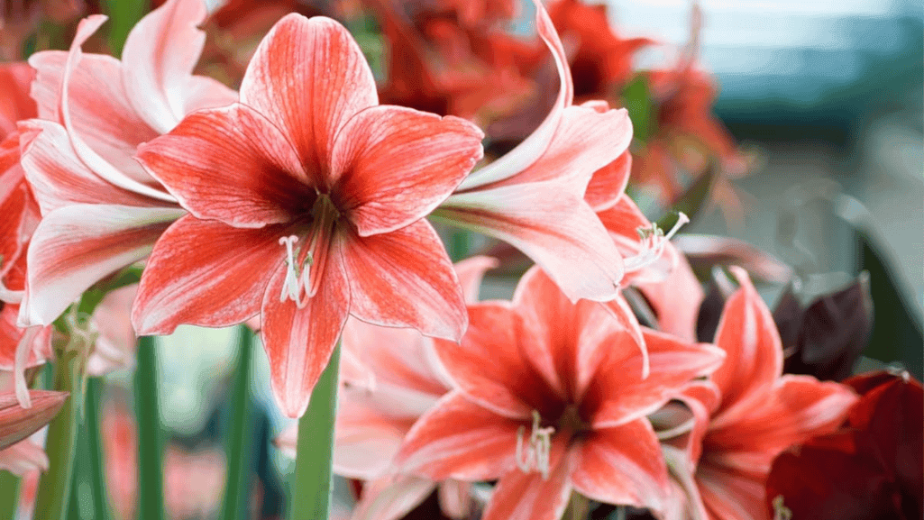Combating Common Pests and Diseases in Amaryllis