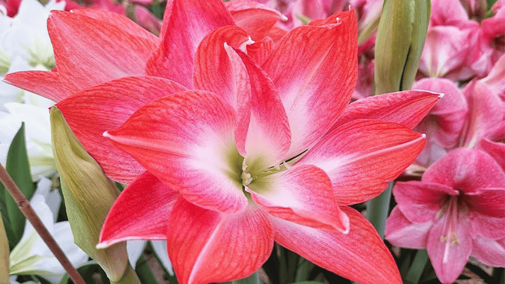 Encouraging Reblooming in Amaryllis Plants