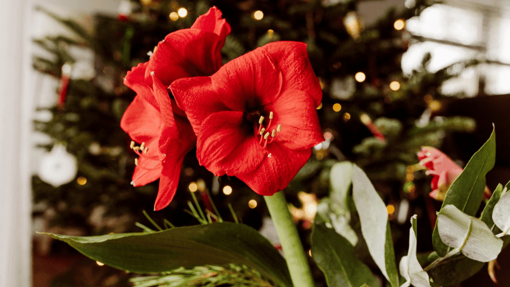 Maximizing Amaryllis Blooms with Proper Fertilization