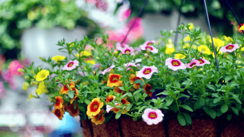 Best Flowers for Hanging Baskets: Our Top Picks