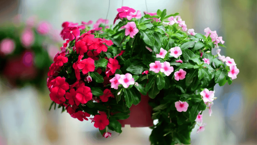 Common Mistakes to Avoid with Hanging Baskets