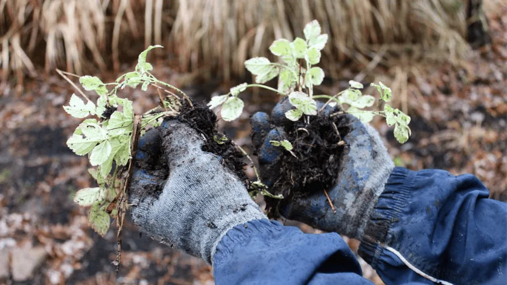 Dividing and Transplanting Perennials
