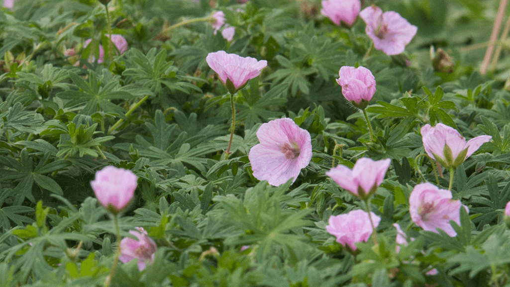 Geranium sanguineum spring planting