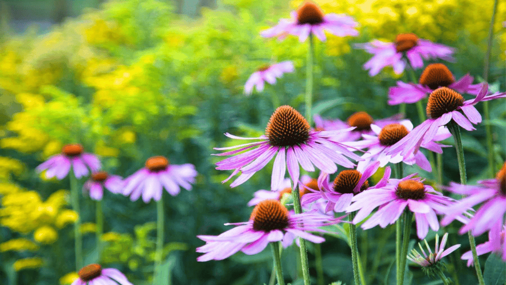 Planting Your Perennial Flower Garden