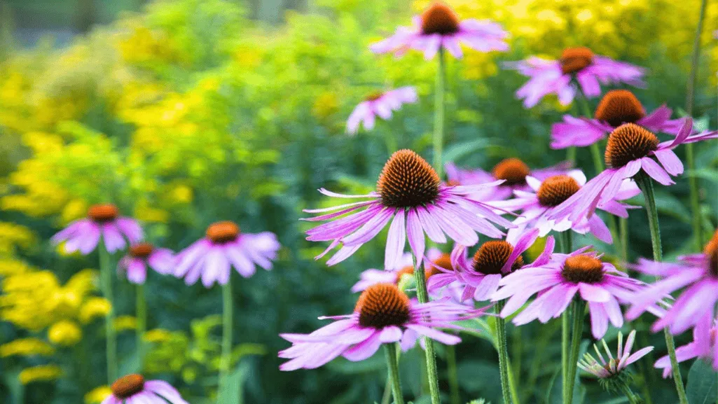 Planting Your Perennial Flower Garden