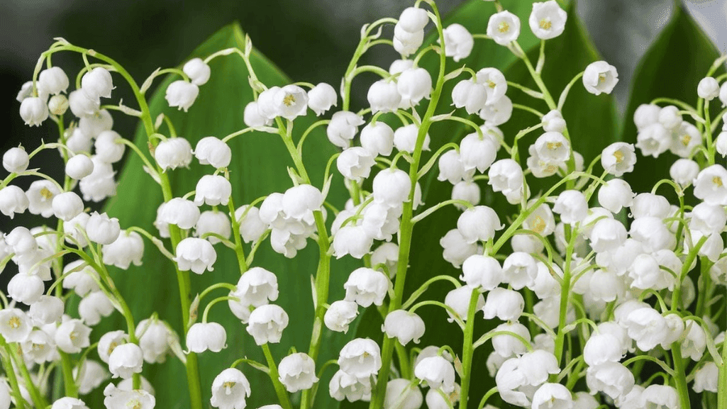 Post-Planting Lily of the Valley Care