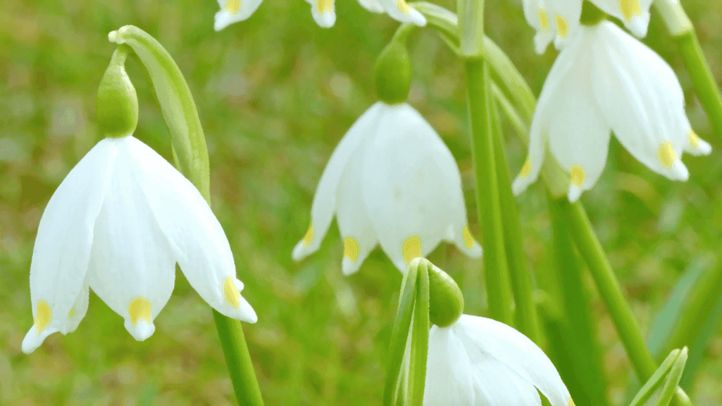 Seasonal Considerations and Maintenance of Lily of the Valley