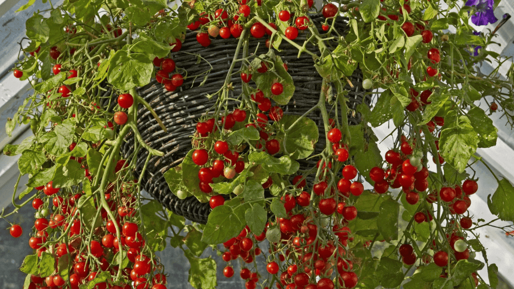 Vegetables for Hanging Baskets