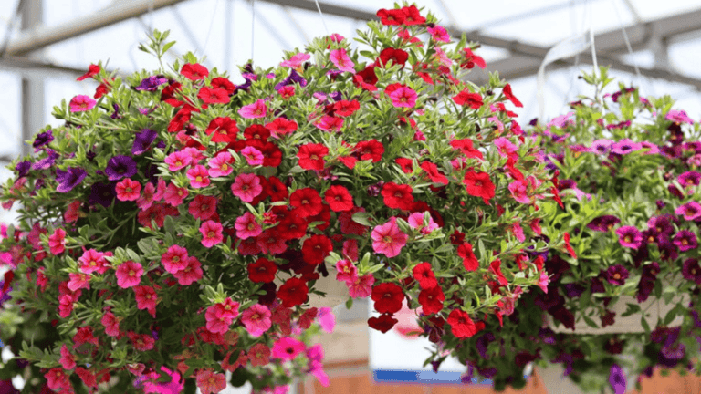 best flowers for hanging baskets