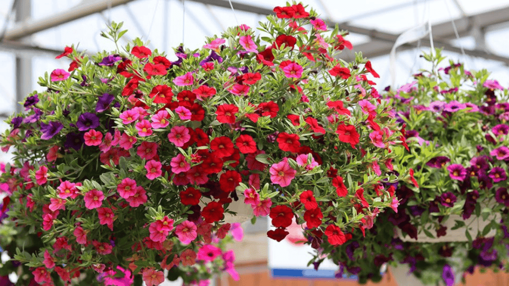 Best Flowers for Hanging Baskets: A Gardener's Guide 1 best flowers for hanging baskets