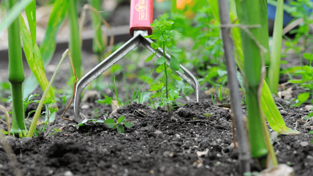 Effective Weed Removal: Best Way to Get Weeds Out Of Garden 1 best way to get weeds out of garden