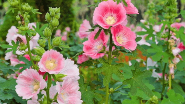 perennial flower garden
