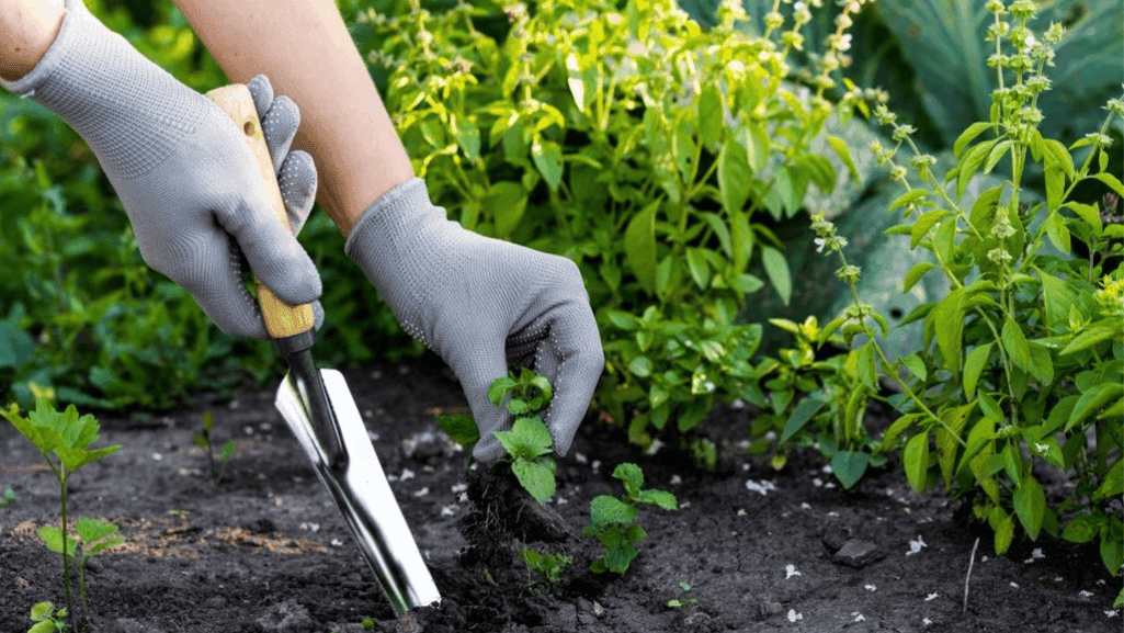 weed prevention methods in garden
