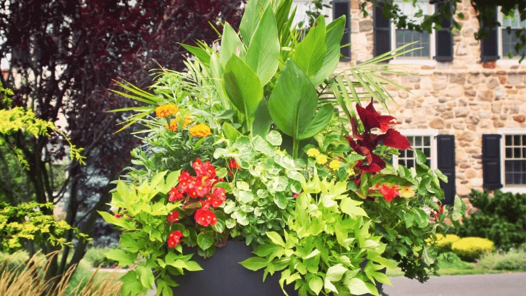 Colorful container garden with outdoor flowers