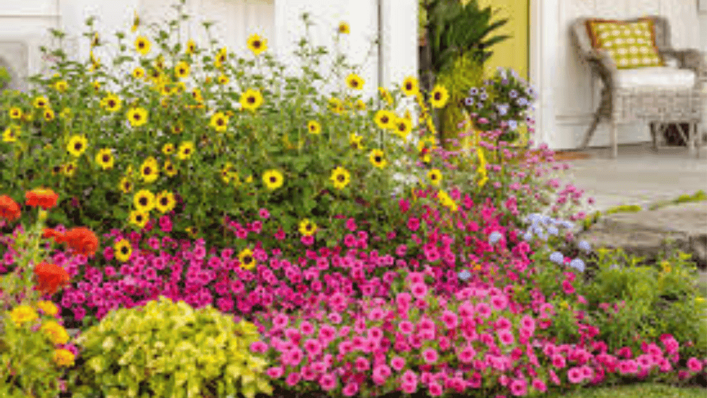 Colorful garden flowers for landscaping