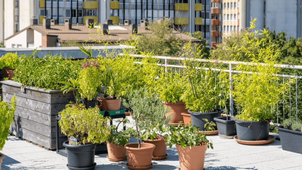 Compact vegetable varieties for small gardens