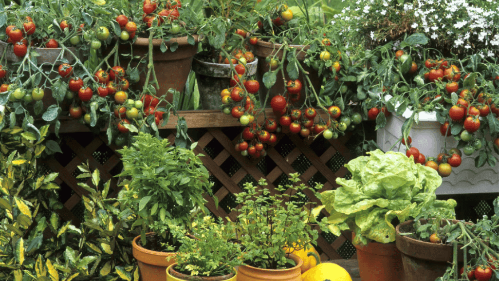 Container gardening in urban environments