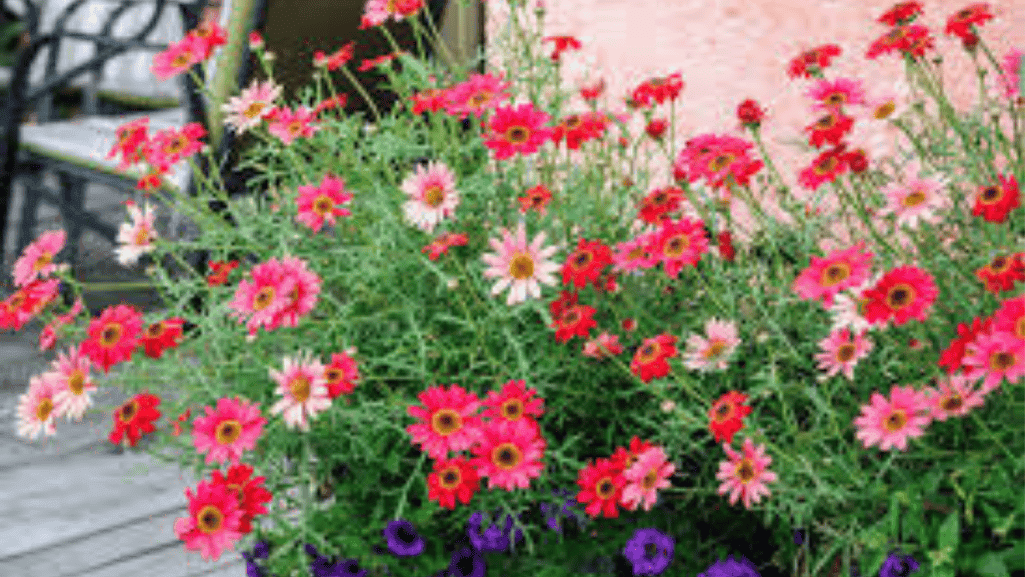 Dramatic foliage plants in inexpensive planters