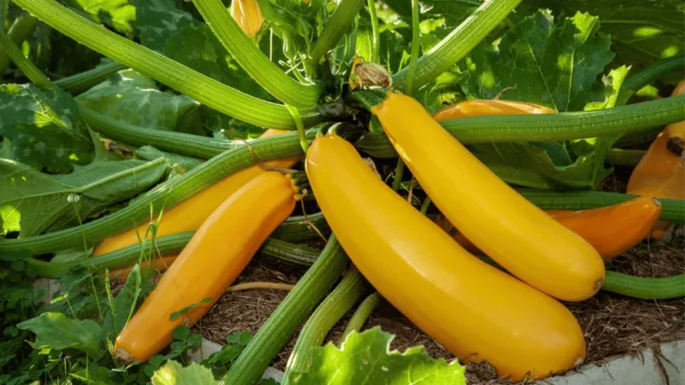 Grow Zucchini