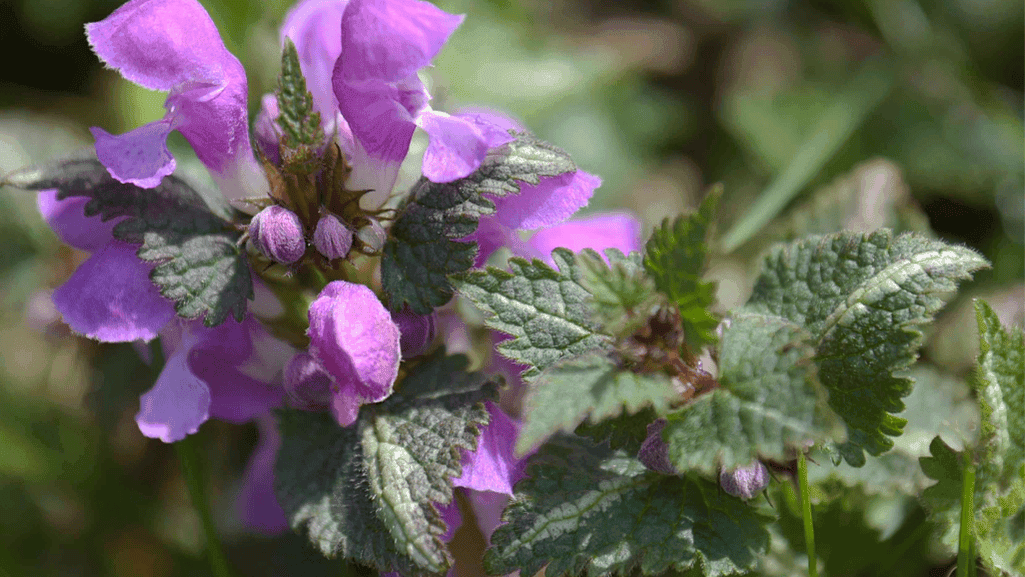 Lamium groundcover with variegated foliage and bright blooms