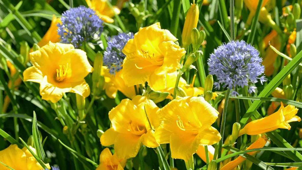 Perennial flowers blooming in a garden