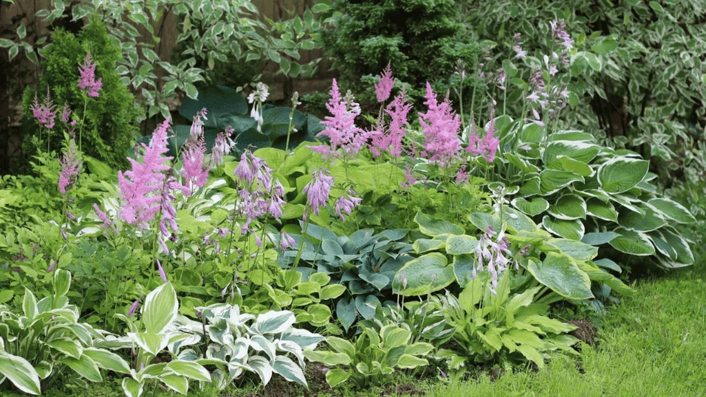 Planting and caring for large perennial plants