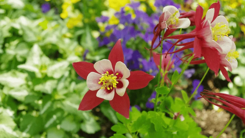 Shade-loving flowers for outdoor flower gardening