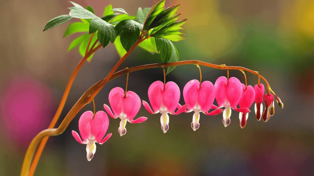 Top Zone 9 Shade Plants for Your Garden 1 Top Zone 9 Shade Plants