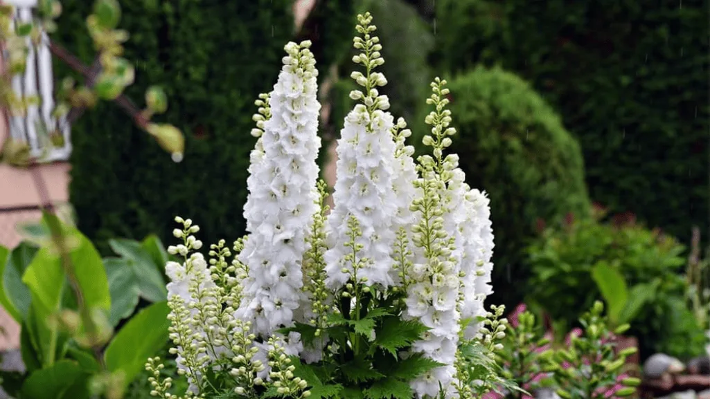 Towering herbaceous perennials in a garden