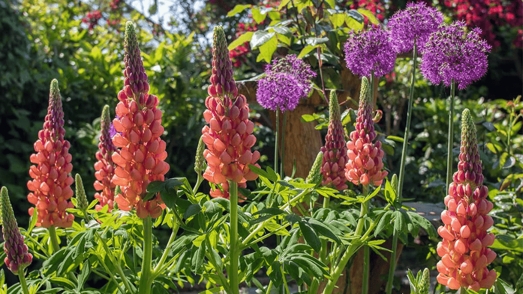 Towering ornamental perennials in a garden setting