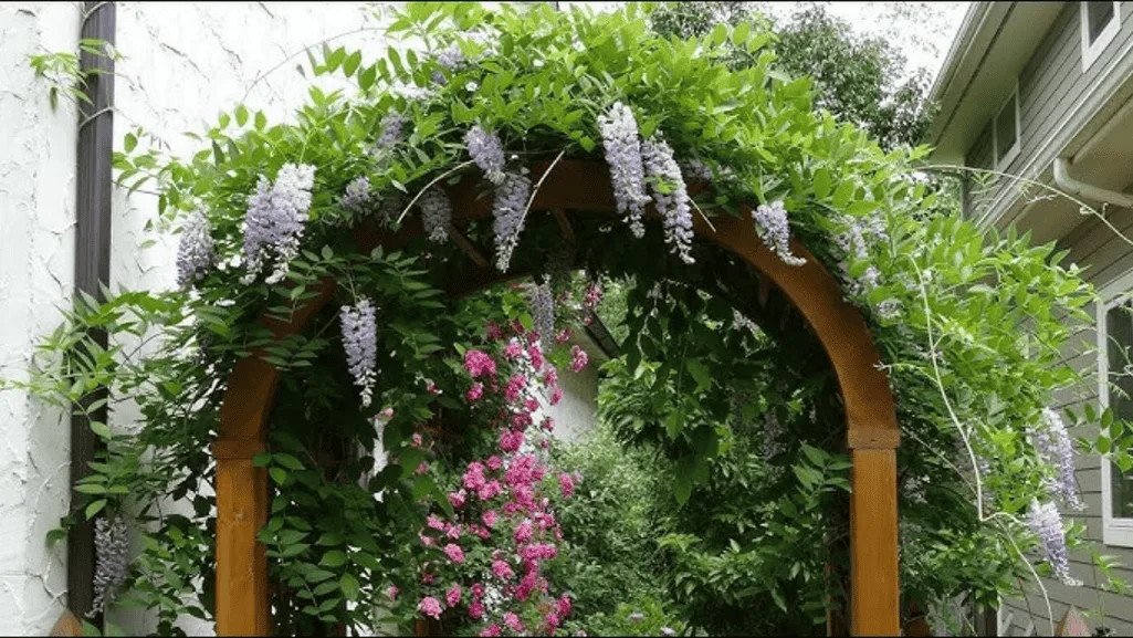Vertical gardening with trellises and climbing vines