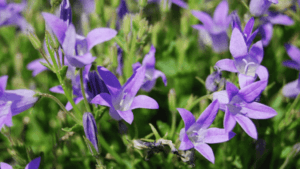 bellflower varieties