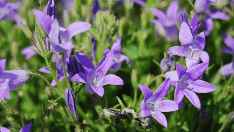 Bellflower Varieties: Vibrant Blooms for Your Outdoor Space 1 bellflower varieties