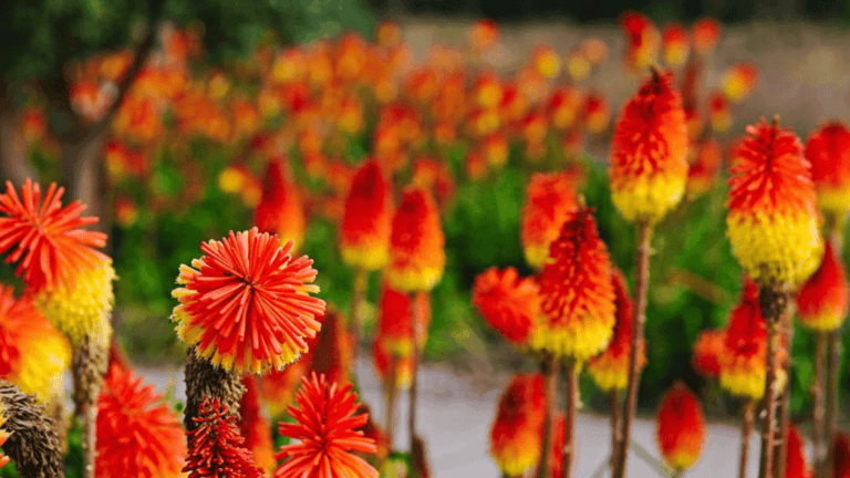 Grow Stunning Big Perennial Plants in Your Garden 16 big perennial plants