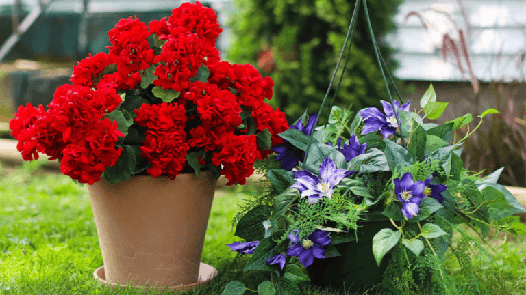 Cheap Flowers for Planters: Vibrant Garden on a Budget 1 cheap flowers for planters