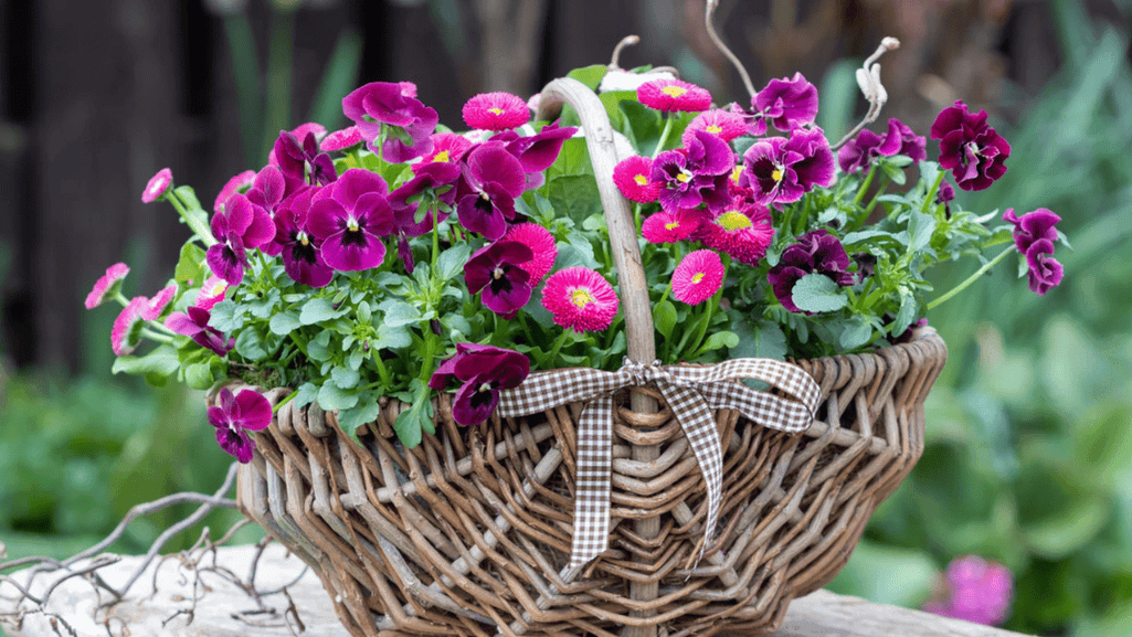 colorful perennial flowers in planters