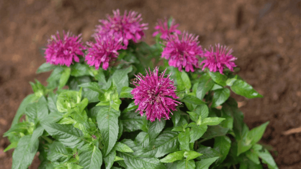 flowering shrubs zone 6 plants