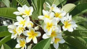 flowers to plant outside