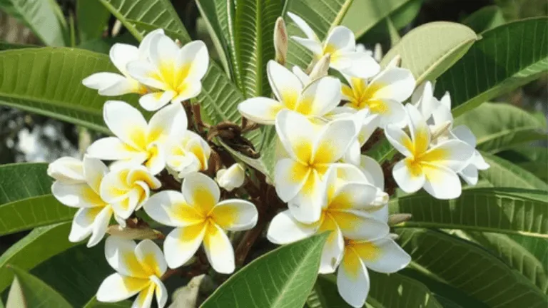 flowers to plant outside