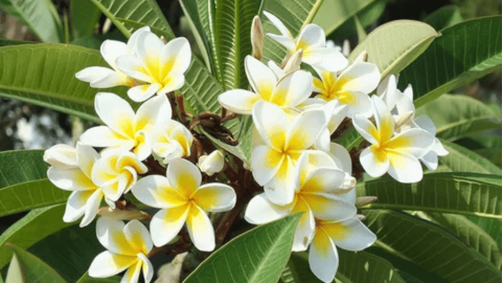 Beautiful Flowers to Plant Outside Your Home 1 flowers to plant outside