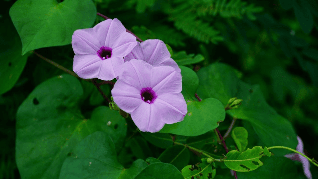 groundcovers for shade