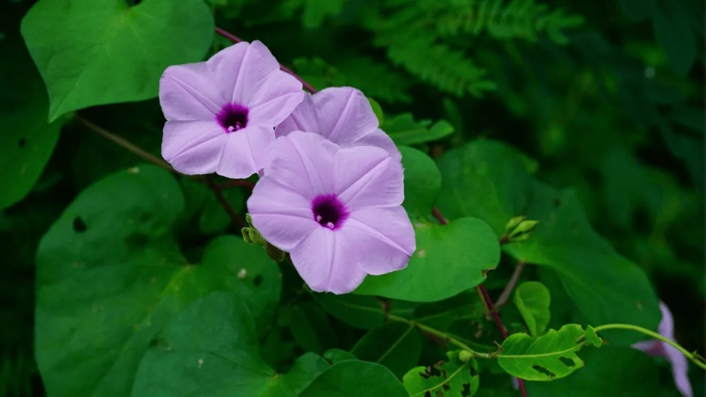 groundcovers for shade