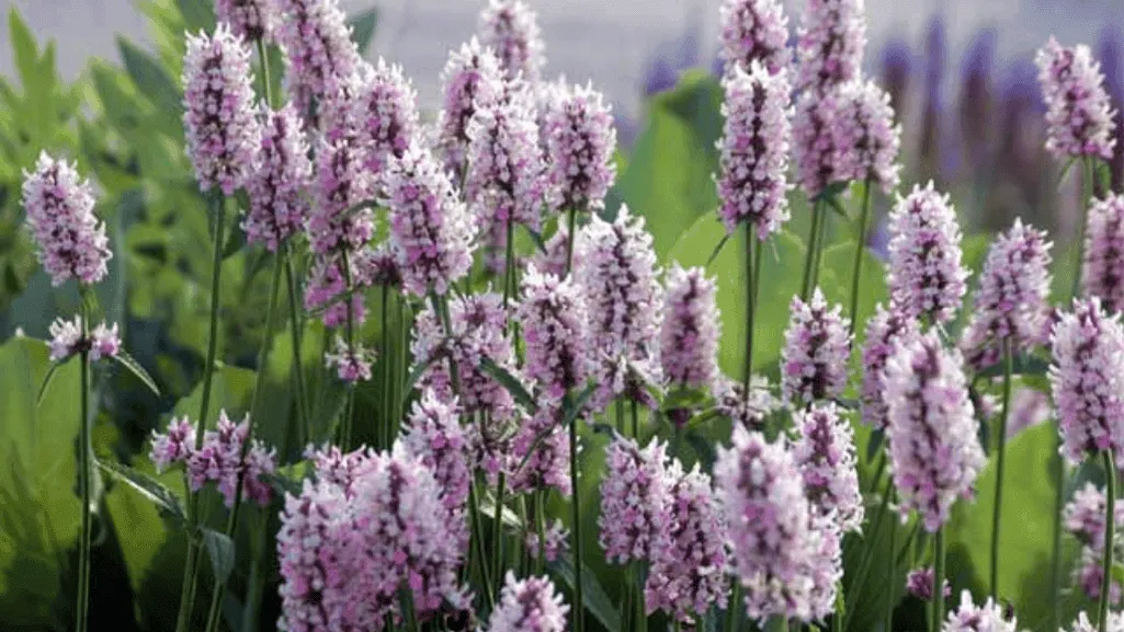 large blooming perennials in a garden