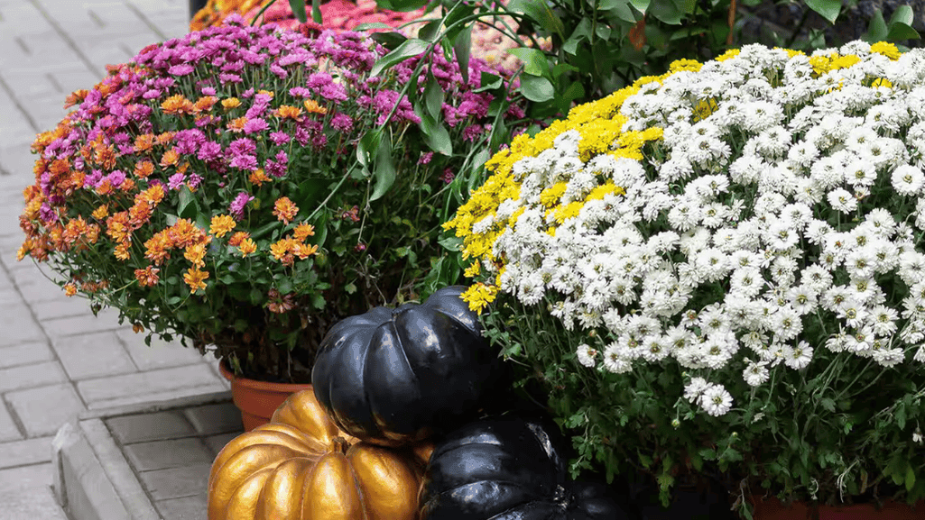late-season blooms in affordable planters