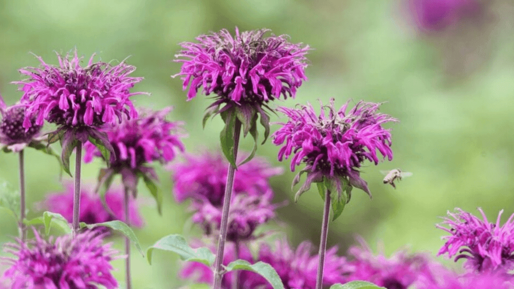 perennials long-lasting color