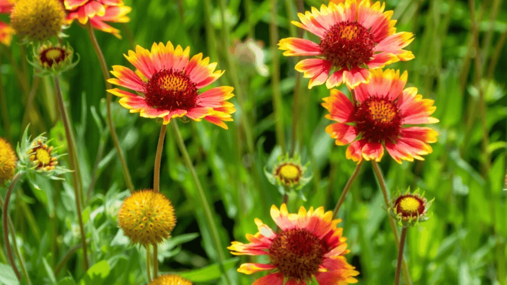 pollinator friendly plants