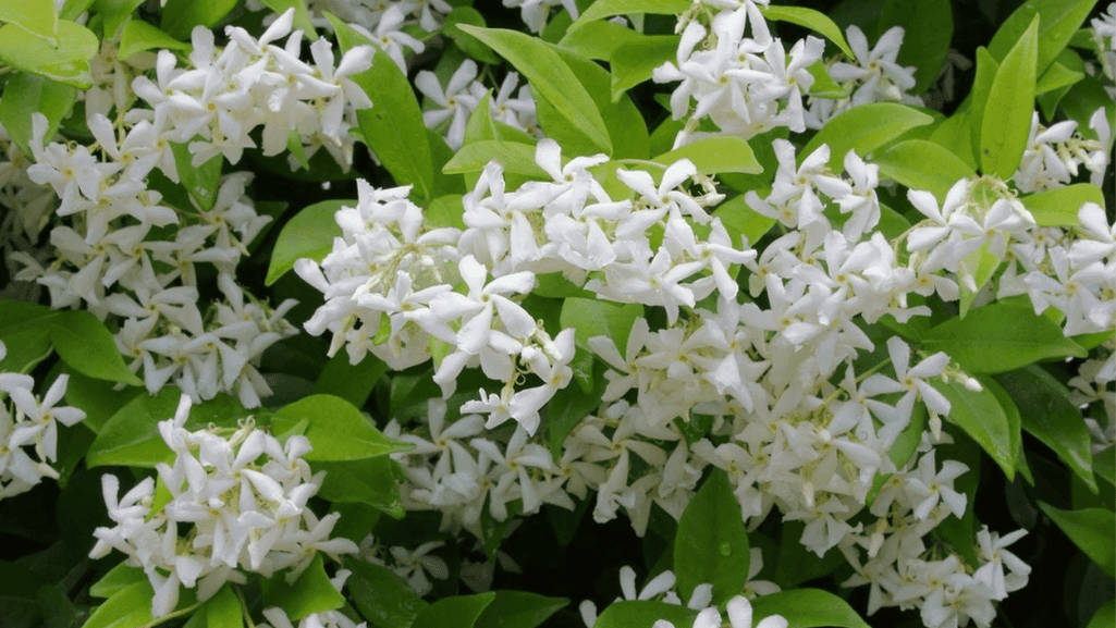 reliable border plants